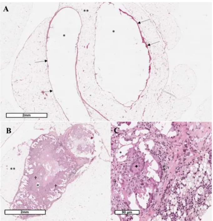 Figure 4: Histopathological examinations of the implanted stents with HES staining. A