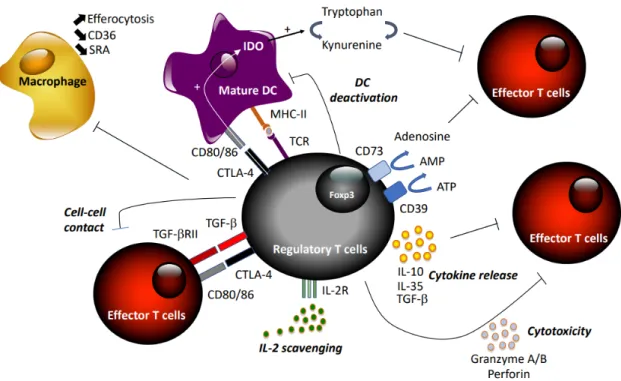 Figure 1. Summary of suppressive mechanisms of regulatory T cells. 