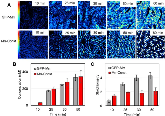 Fig. 1. Effect of constitutive activity on Mrr stoichiometry. (A) Average fluorescence intensity maps obtained by 2-photon scanning microscopy of Escherichia K12  MG1655 single live cells expressing GFPmut2 protein fusion with wild-type Mrr (GFP-Mrr) or a 