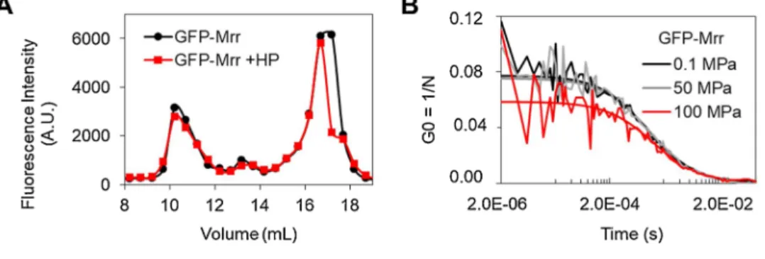 Fig.  3. Reversible  pressure-induced  dissocia- dissocia-tion of purified wild-type GFP-Mrr in vitro