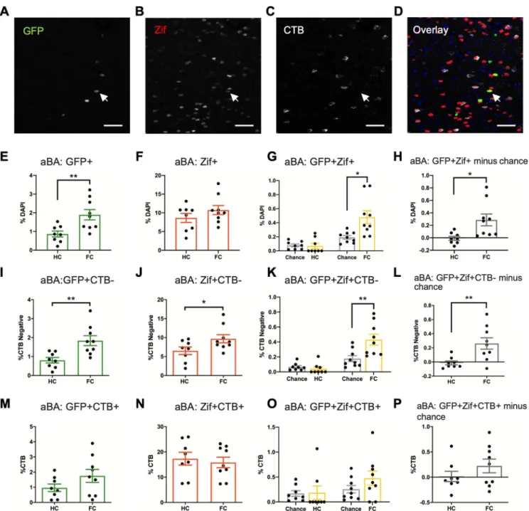 Figure 2. Contextual fear engram neurons in the aBA do not project to the dBNST. A–D , Representative images of ( A ) GFP, ( B ) Zif, ( C ) CTB, and ( D ) overlay from a section of aBA with DAPI (blue)