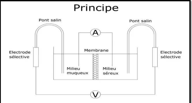 Figure 9 : Electrodes sélectives de calomel au KCl saturé 