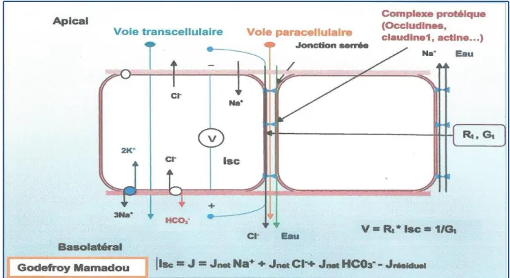 Figure 12 : Origine des courants ioniques s'établissant de part et d'autre d'une membrane  épithéliale