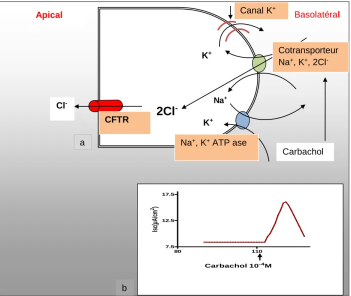 Figure 14 : a : Représentation schématique de la régulation du canal chlorure apical par les  cotransporteurs Na + , K +, , 2Cl - 