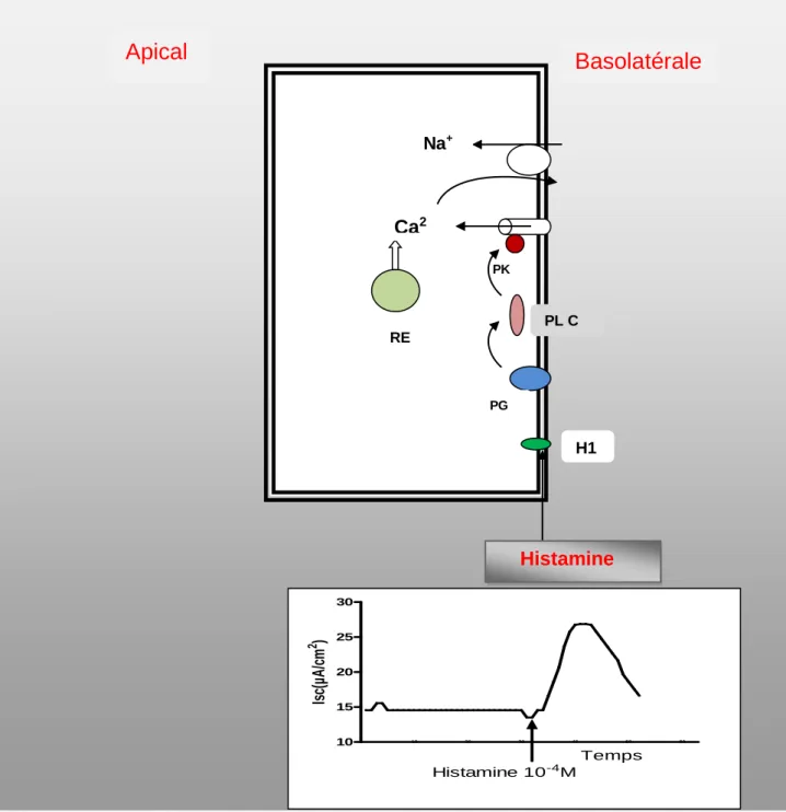 Figure 16 : Représentation schématique de récepteur H1. b. réponse de l’Isc à l’ajout de  l’histamine