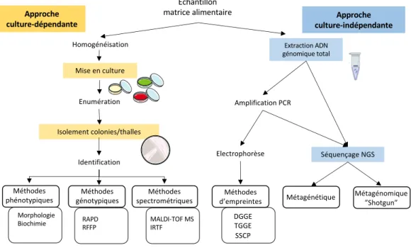 Figure  2.  Approches  culture-dépendante  et  indépendante  appliquées  à  l'étude des  communautés microbiennes 