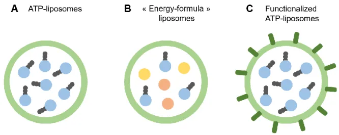 Figure 3 Different types of ATP-liposomes. (A) Basic ATP-loaded liposomes can be complexified by  (B)  co-loading  with  complementary  energy  molecules  like  pentobarbital  and  suramin  or  (C)  by  functionalization  with  targeting  moieties  like  a