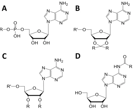 Figure  4  Adenosine  nucleolipids.  R  =  lipids,  R’  =  H  or  phosphocholine.  Lipids  can  be  conjugated  to  adenosine by a phosphate diester link on the primary hydroxyl group of ribose to form  5’-phosphatidyl-adenosines (A), attached to 2’,3’-hyd