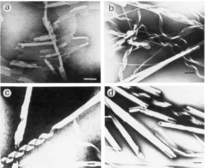 Figure 5 Electron micrograph of the formation process of cigar-like scrolls from DMPA in acidic solution  (pH 5.0): (a) linear double-helical strand; (b) ribbon structure; (c) incomplete cigar-like scrolls from  ribbon  structure;  (d)  complete  cigar-lik