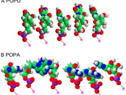 Figure 6 Geometrical minimization for a group of POPU (A) and POPA (B) molecules performed with  Hyperchem  5.1  using  AMBER  force  field