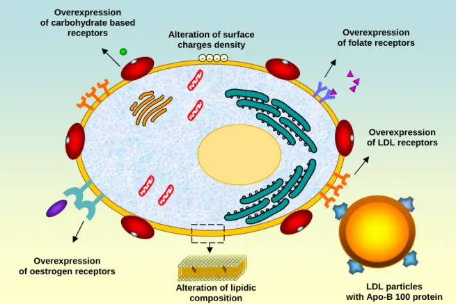 Figure 4: A schematic illustration of some alterations of cancerous cell membrane components