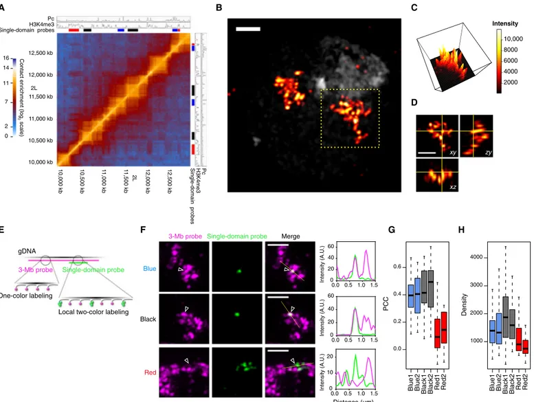 Fig. 1. Super-resolution microscopy reveals chromatin organization into discrete nanocompartments