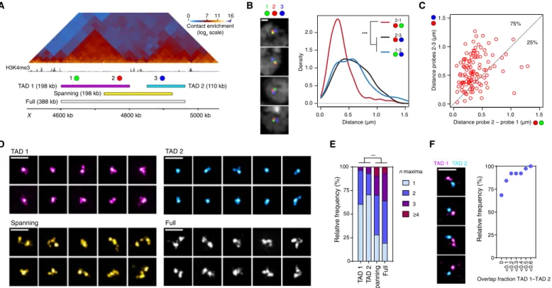 Fig. 3. Single-cell analysis of haploid chromosome reveals consistent TAD-based chromatin compartmentalization