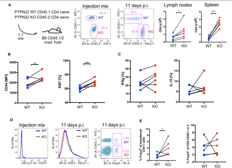 FIGURE 4 | CD4 PTPN22 KO cells outnumber WT when co-transferred into lymphopenic host