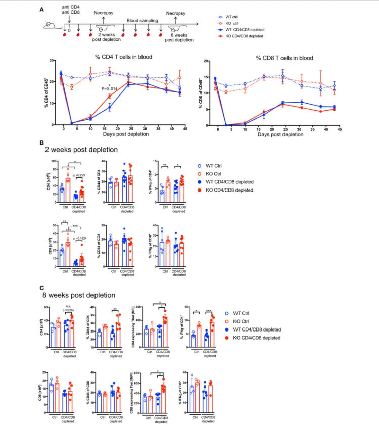 FIGURE 1 | PTPN22 controls T cell effector phenotype but does not affect T cell proliferation rate in response Ab-mediated lymphopenia