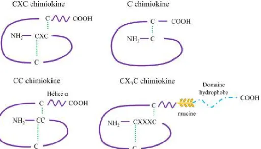 Figure 9. Classification des différents types de chimiokines. (Castan et  al, 2016) 
