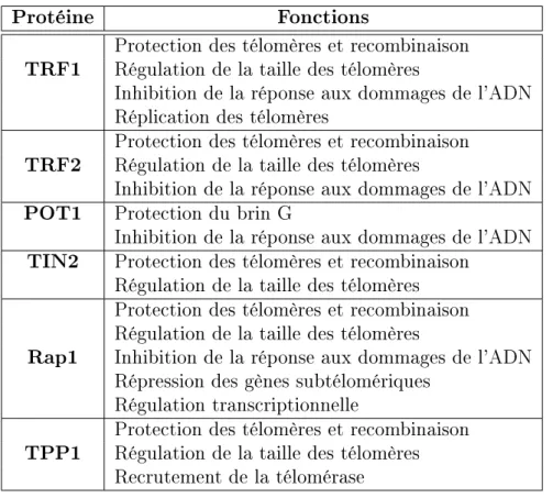 Table 1.2  Tableau récapitulatif des rôles télomériques des pro- pro-téines du complexe Shelterin.