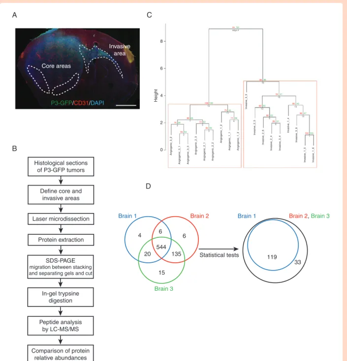 Figure 1.  Laser-capture microdissection and proteomics analysis for comparing central and invasive glioblastoma areas
