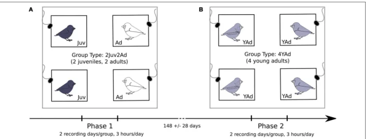 FIGURE 1 | Schematic of the recording room. Groups of 4 birds were used, with one bird per cage in each corner of the recording room and one microphone on top of each cage