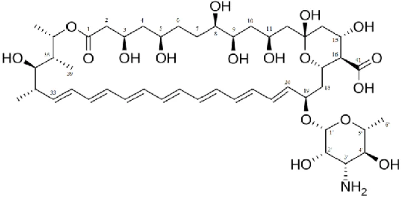 Figure  1  – Structure of Amphotericin B showing the numbering of carbon atoms in the molecule  (Molecular Mass 924.08 g/mol) 