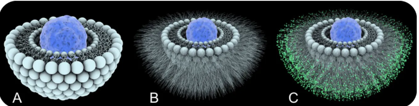 Figure  2  :  représentation  des  3  générations  de  nanomédecines  dans  le  cas  d’un  liposome