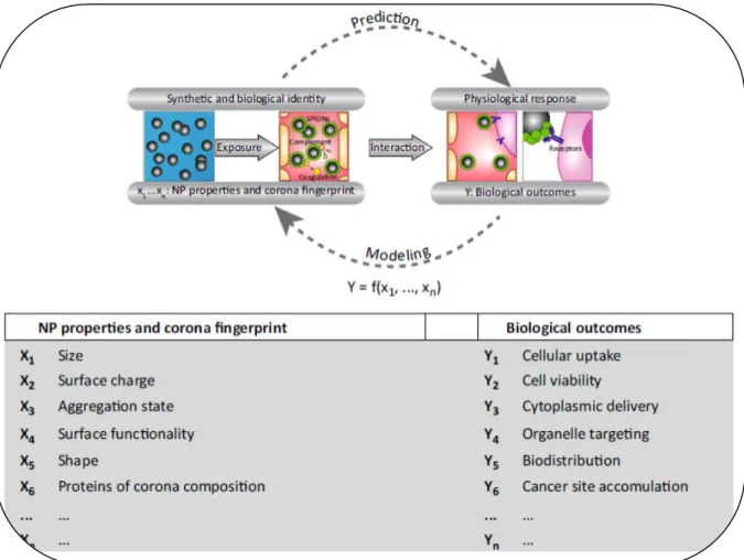 Figure 4 : Modèle de prédiction de la réponse physiologique à partir de l’identité synthétique  d’une NM (reproduit depuis [38] avec la permission d’Elsevier)