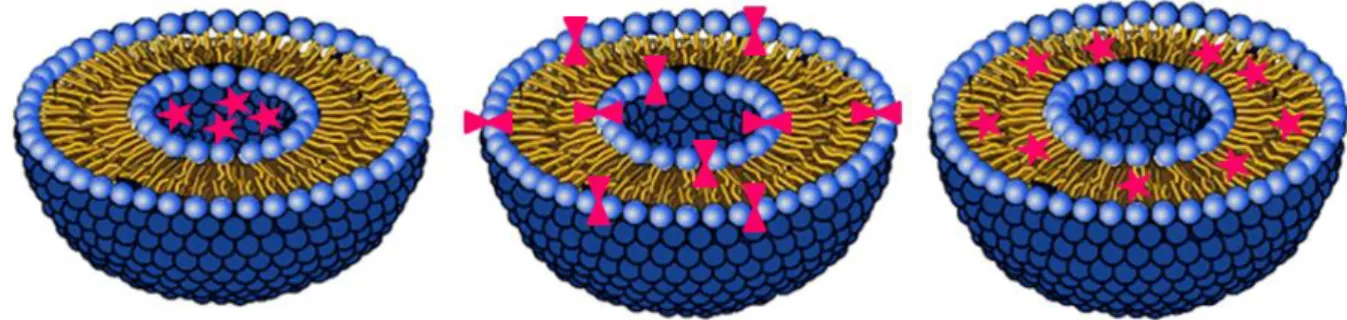 Figure  2.  Exemple  d’encapsulation  de  molécules  hydrophiles  (gauche),  amphiphiles  (milieu)  ou  hydrophobes (droite) dans un liposome (les molécules encapsulées sont représentées en rose)