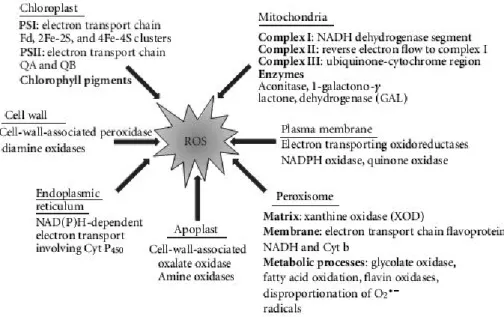 Figure 13 : Action d e détoxification des ROS par l’ascorbate réduit (AA). AFR = Ascorbate Free  Radical soit le monodéhydroascorbate