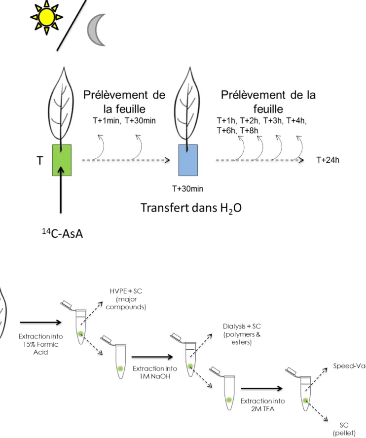 Figure 17 :  Protocole d’analyse des produits de dégradation de l’ascorbate par marquage  radioactif