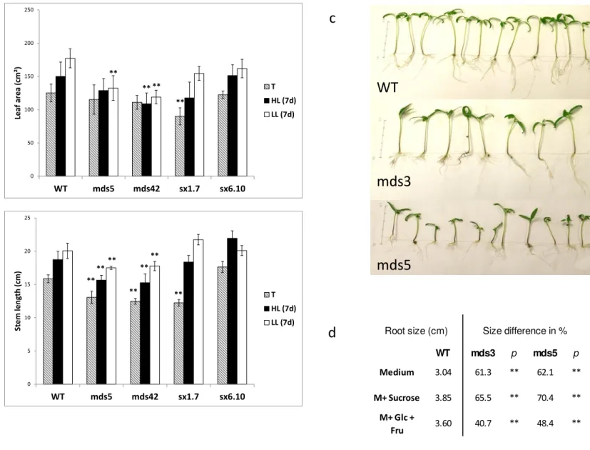 Figure 1: Growth phenotypes of MDHAR silenced lines, MDHAR overexpressed lines and wild type (WT)