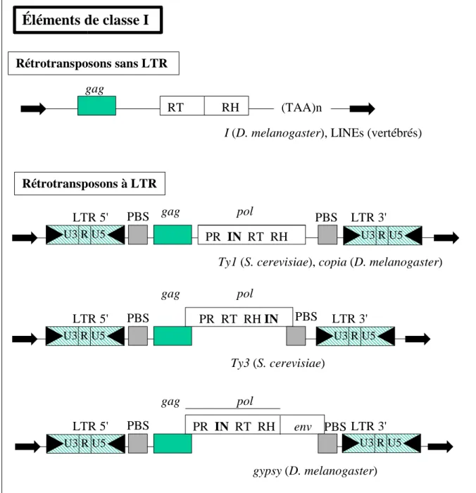Figure 2 : structure de différents types d'éléments de classe I (voir figure 1 pour les  abréviations) Éléments de classe I Rétrotransposons sans LTR RT            RH (TAA)nRétrotransposons à LTRgaggagpolPR  IN  RT  RHLTR 5' LTR 3'