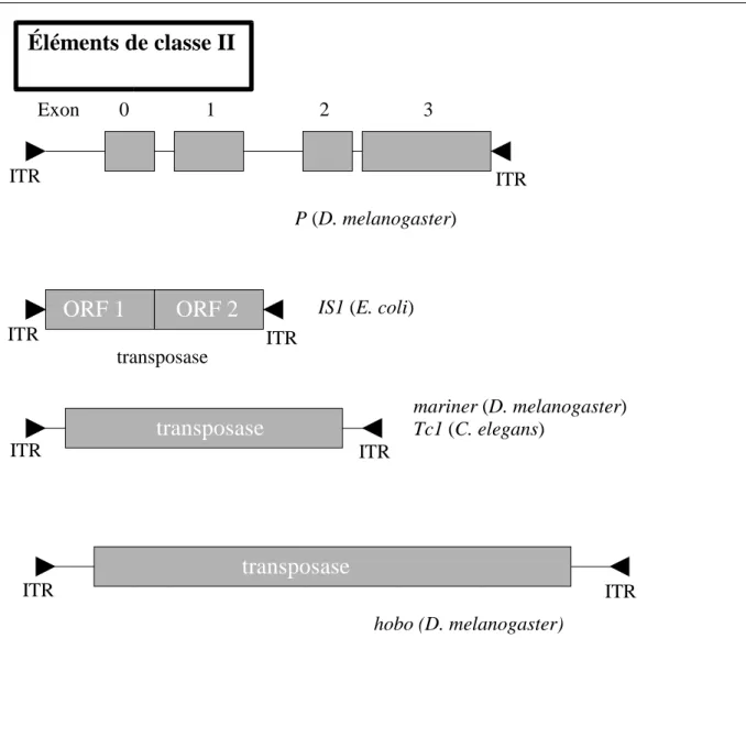 Figure 3 : structure de différents types d'éléments de classe II Éléments de classe IIExon        0          1         2      3 mariner (D