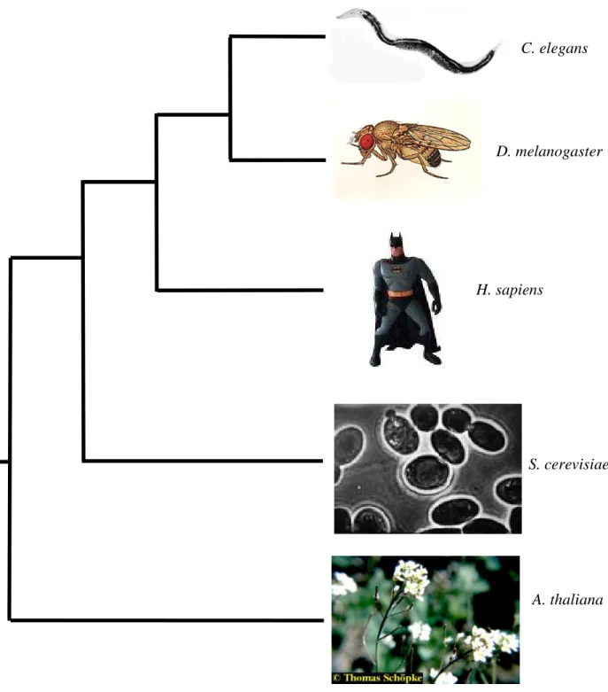 Figure 4 : position relative des cinq espèces (d'après Lecointre et Le Guyader 2001).