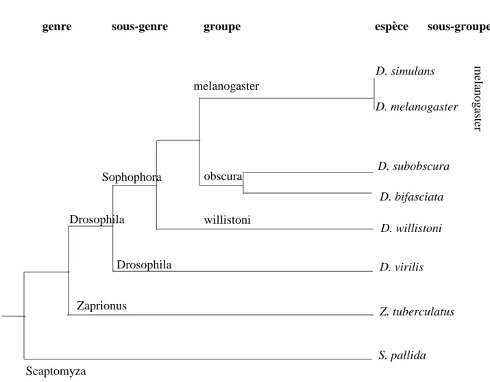Figure 6 : phylogénie simplifiée des drosophiles pour l'étude de l'élément P