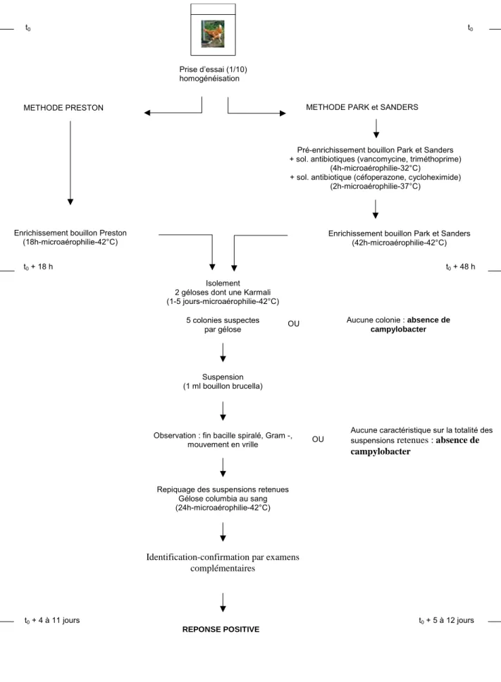 Figure 4. Représentation schématique du mode opératoire de la méthode de référence de  recherche des campylobacter dans les aliments (selon la norme NF-ISO 10272:1995) 