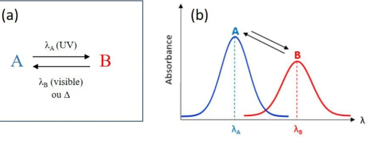 Figure 1.1 - Schéma illustrant le photochromisme  – (a) Réaction chimique entre les deux formes du photochrome 