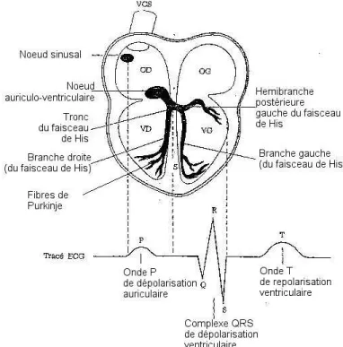 Fig. 1.3 – ´ El´ements fondamentaux de la conduction ´electrique cardiaque et trac´e ECG correspondant