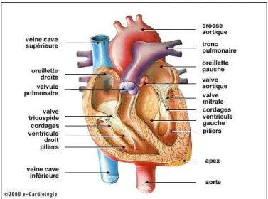 Fig. 1.7 – Anatomie du cœur