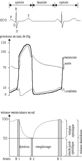 Fig. 1.9 – ECG et mesures h´emodynamiques