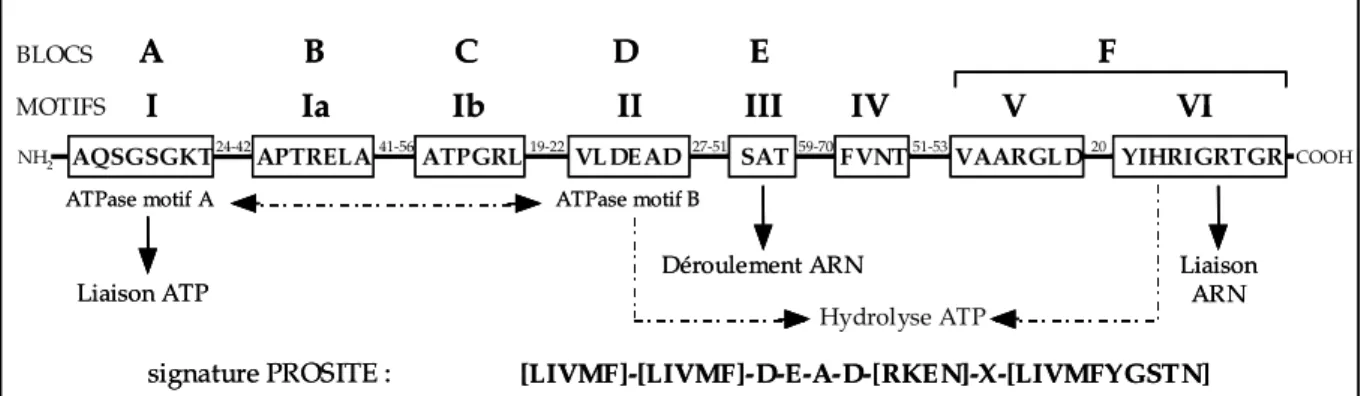Figure 1 Organisation et fonctions catalytiques des résidus conservés des ARN hélicases à boîte DEAD  (d’après Aubourg, 1999)