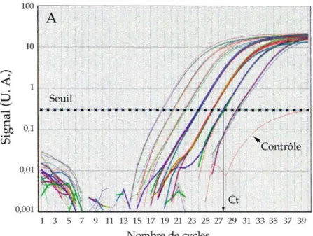 Figure 2 Courbes d’amplification du gène AtRH24 à partir de différentes quantités d’ADN génomique  d’A.thaliana et gamme-étalon correspondante