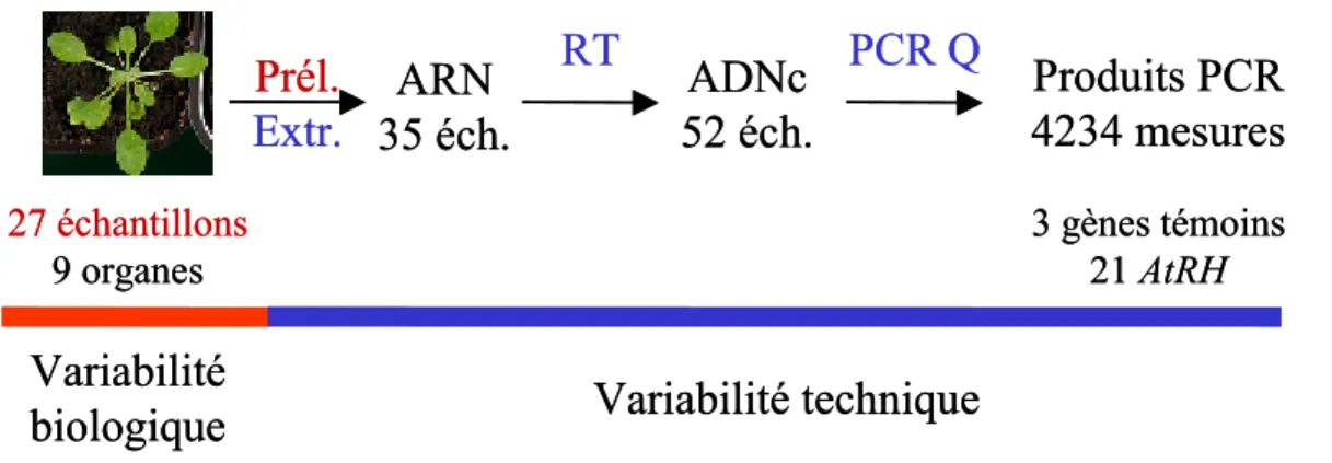 Figure 6A Schéma de synthèse des mesures de l’expression de 24 gènes par RT-PCR quantitative en temps  réel