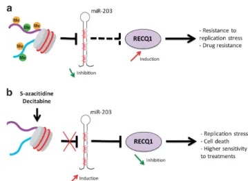 Figure 8. Model of RECQ1 expression regulation and functions in MM cells. (a) Aberrant methylation of miR-203 is associated with abnormal RECQ1 overexpression in MM cells conferring resistance to replicative stress and treatment