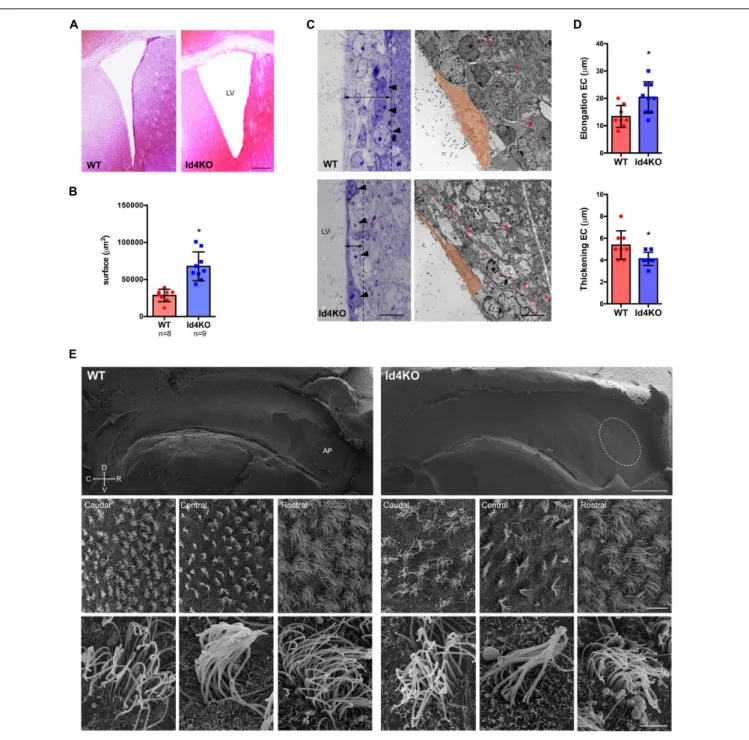 FIGURE 2 | Absence of ID4 during development results in enlarged ventricles. (A) Hematoxylin-eosin staining of brain coronal sections from Id4+/ + (WT) and Id4–/–