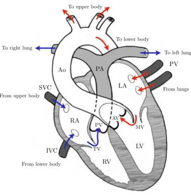 Figure 1.4 – Schematic representation of the heart chambers and blood circulation from [9].