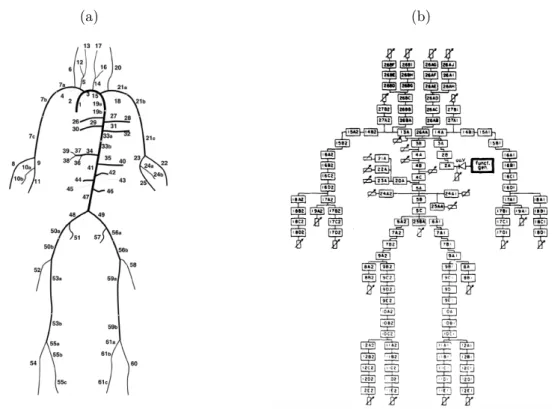 Figure 1.9 – (a) A one-dimensional (1D) representation of the arterial systemic circulation from [52]