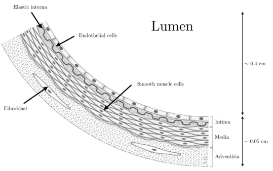 Figure 2.1 – Drawing of the three layers of the arterial wall. Image found here.