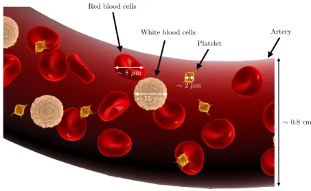 Figure 2.4 – Composition of blood and typical dimensions of blood cells. Image found here.