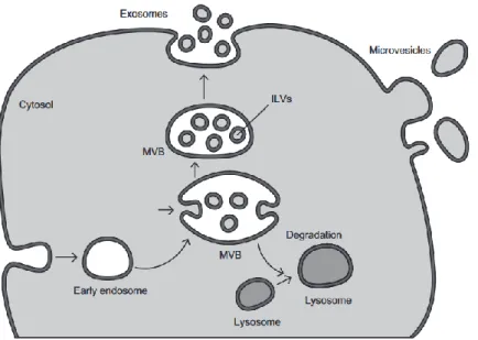 Figure  8  :  Illustration  de  la  biogenèse  et  de  l'adressage  des  corps multivésiculaires (MVBs)