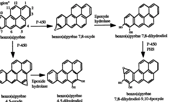 Figure  n&#34; 2:  Schéma de la métabolisation du Benzo(a)Fyrène. &#34;Bay regionn 2 3 a 1 P4509  .t;10 7 6 5 benzo(a)pyène V l** sffim benzo(a)pyrène 4&#34;aoxyde benz(a)pyène 7,8-oxydebe,Dzda)pyrèns4Sdihydrodiol ptrry&#34;qffbenzo(a)pyè,ne 7,8{ihydrodiol